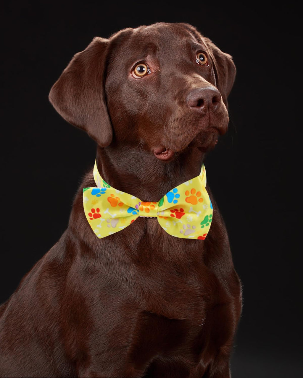 60 Pack Paw Print Dog Bowties and Ties H333