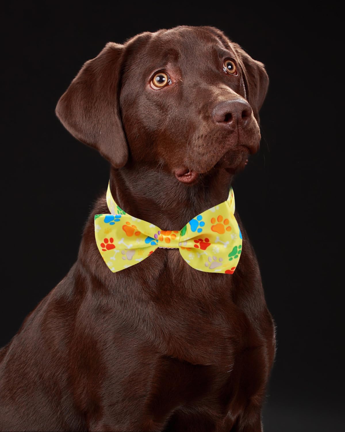 60 Pack Paw Print Dog Bowties and Ties H333