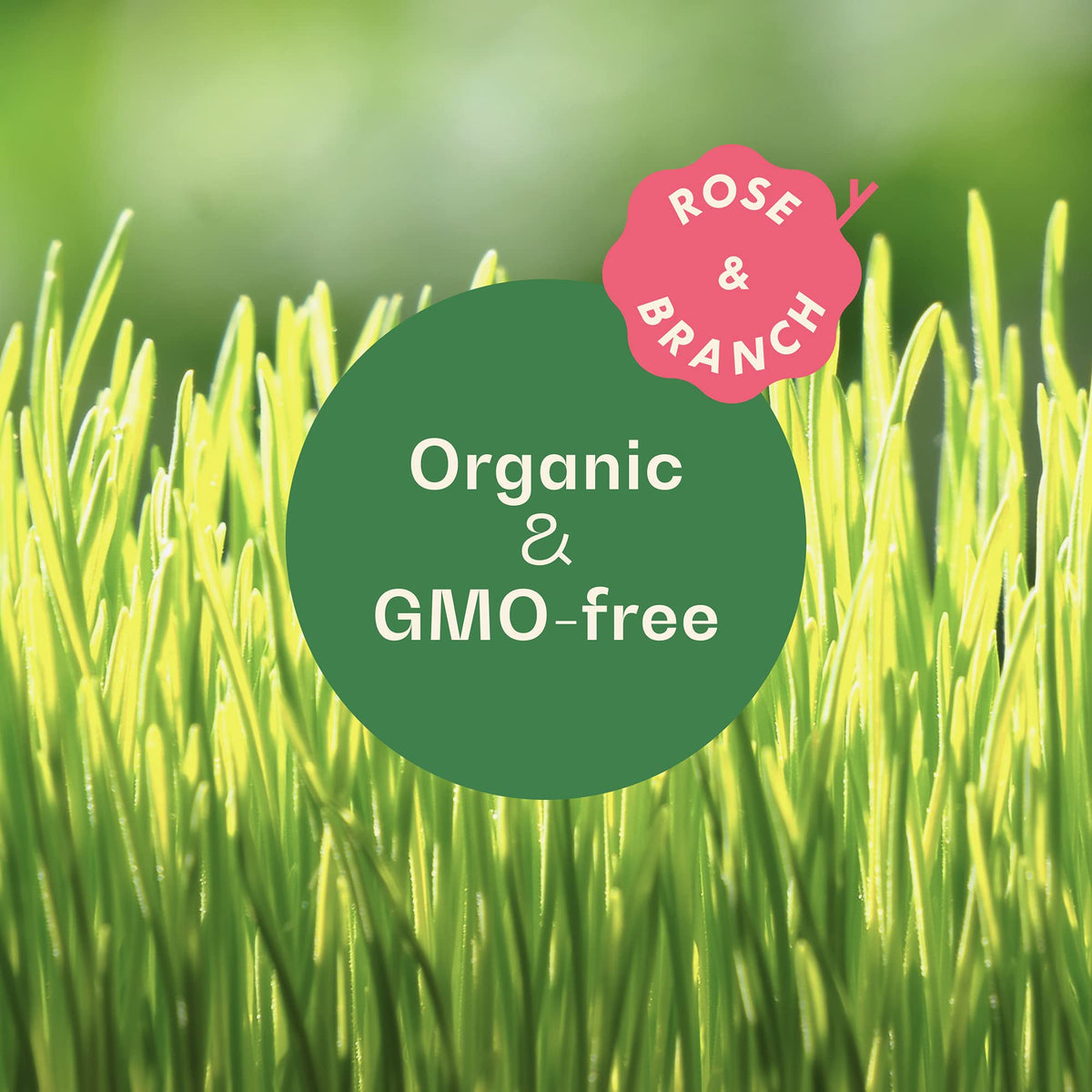 Organic Wheat Grass Seeds 16 Ounces B653283