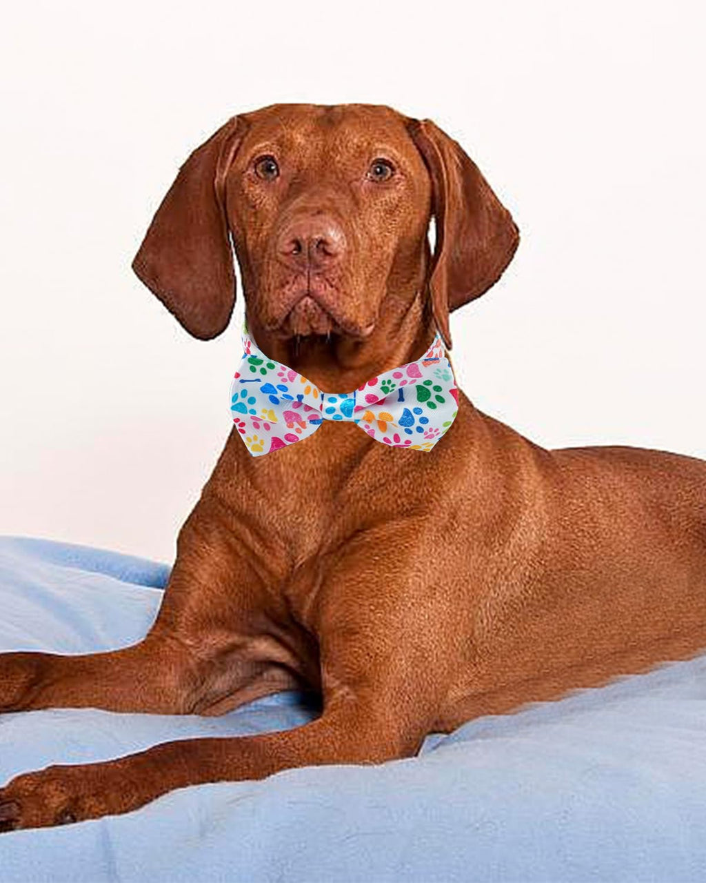 60 Pack Paw Print Dog Bowties and Ties H333
