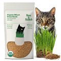 Organic Wheat Grass Seeds 16 Ounces B653283