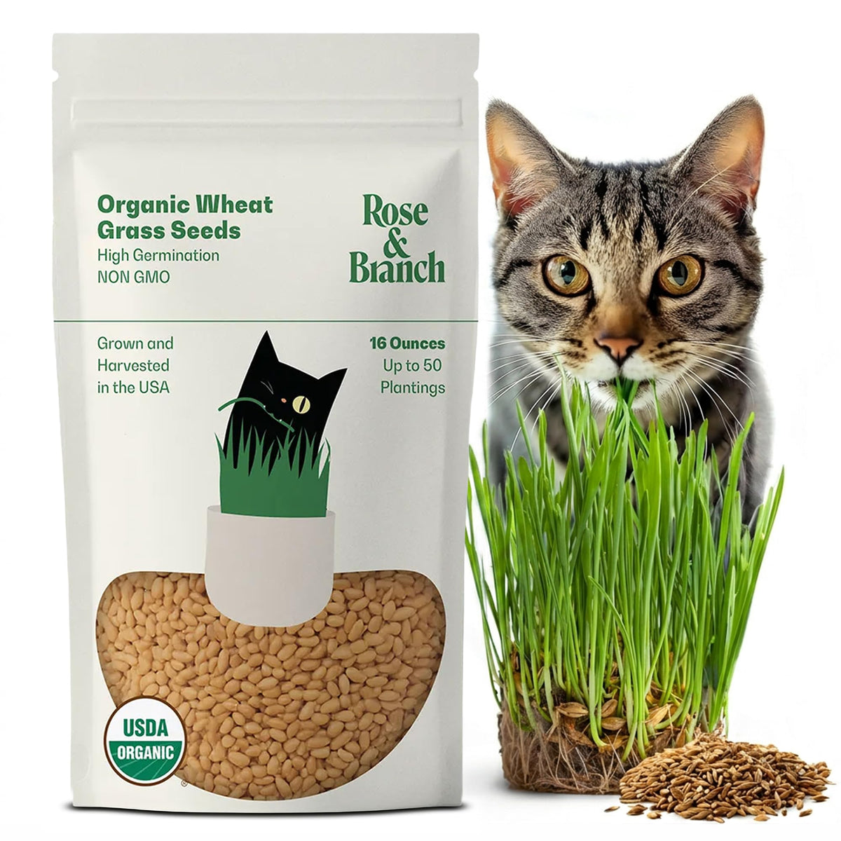 Organic Wheat Grass Seeds 16 Ounces B653283