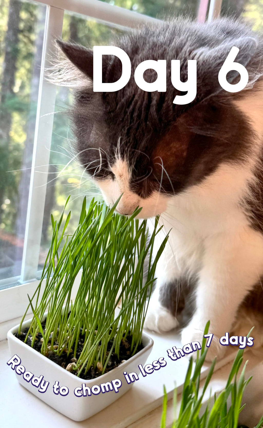Cat Grass Seed Non-GMO Blend A6806