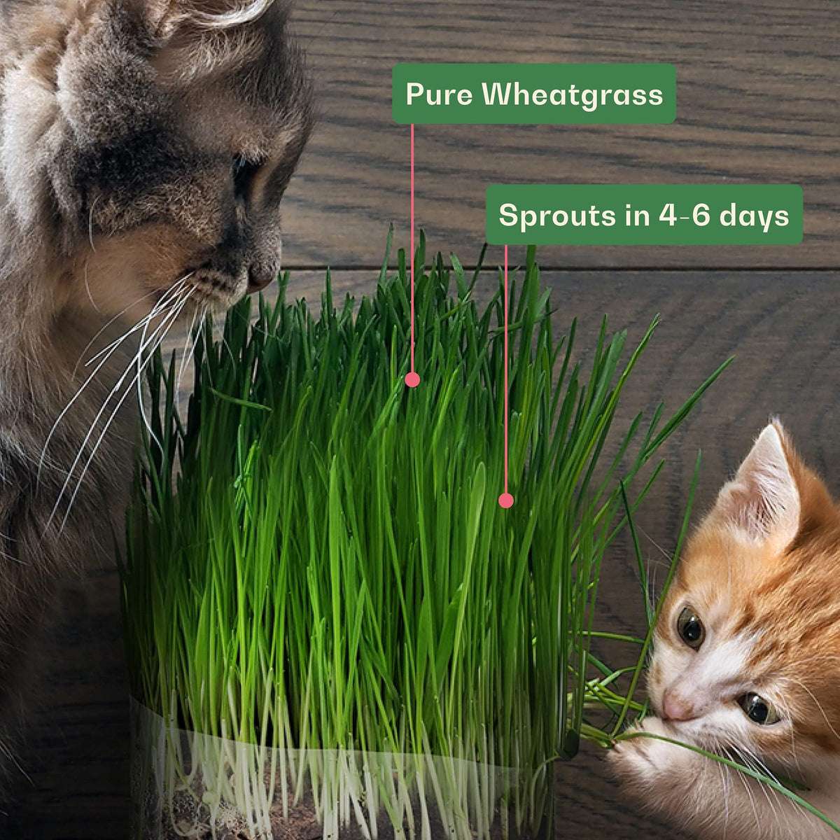 Organic Wheat Grass Seeds 16 Ounces B653283
