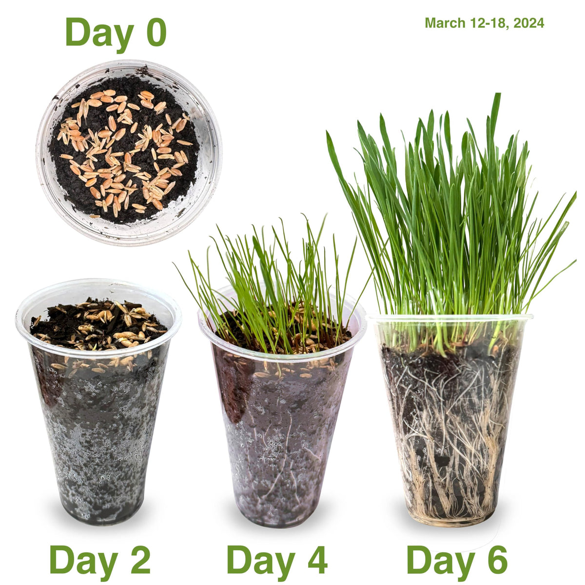 Cat Grass Seed Non-GMO Blend A6806